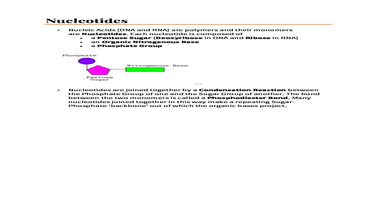 Nucleotides notes