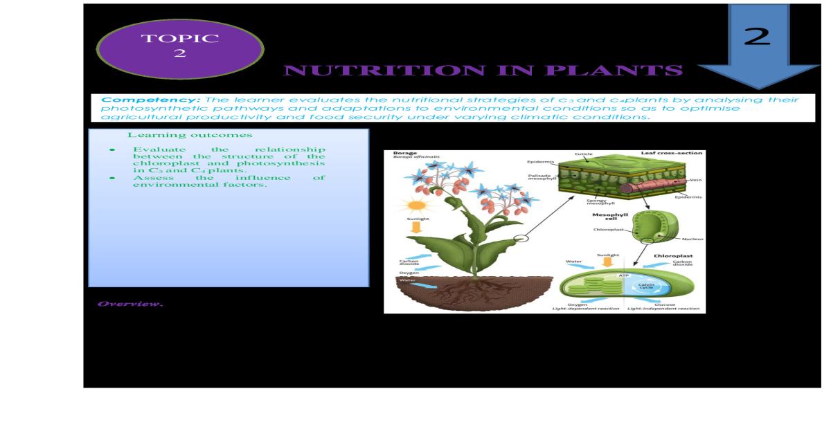 NUTRITION IN PLANTS NOTES