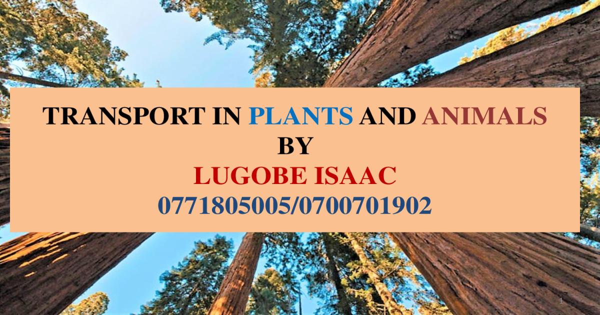 Transport Notes A level Biology