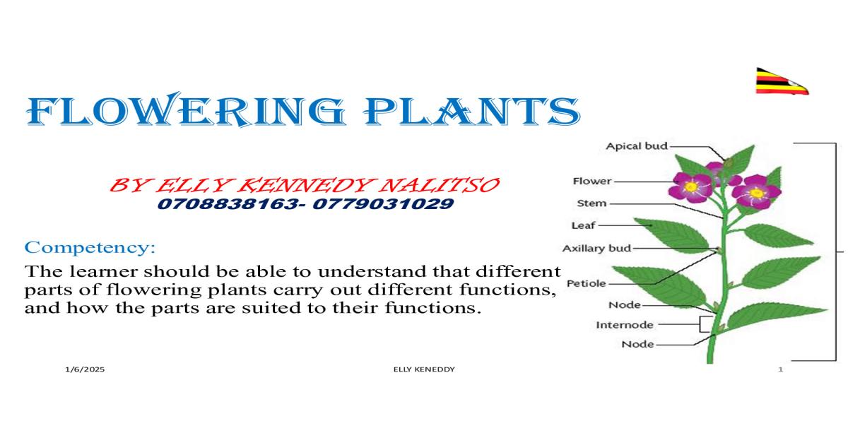 S2 Biology Notes: Flowering Plants by Elly Keny