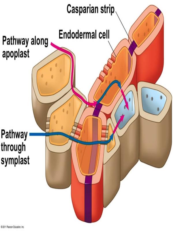Casparian Strip Diagram & Illustration | UNEB Biology