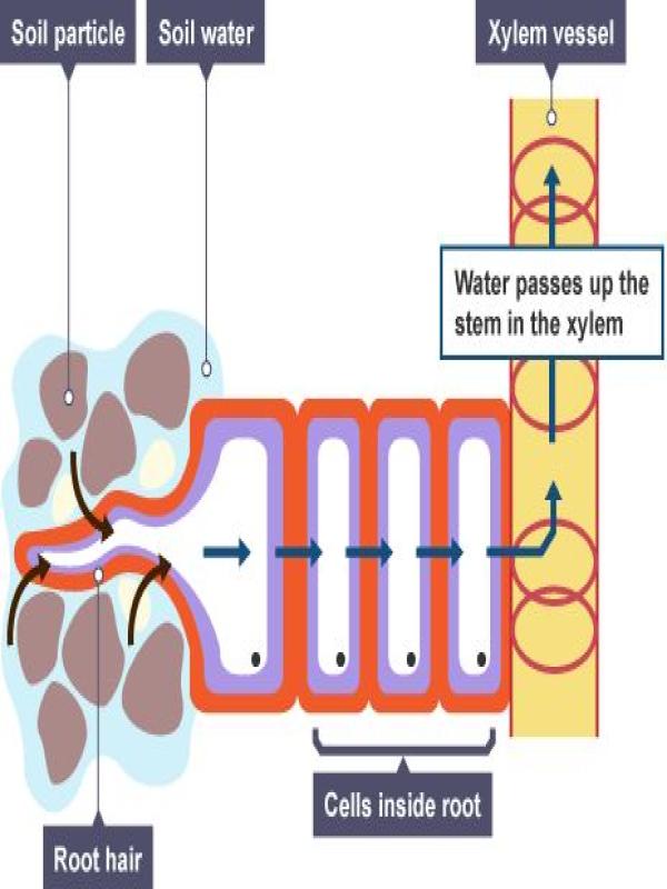 The Transpiration Mechanism