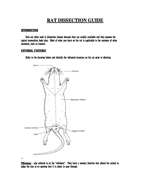 Rat Dissection Concept Notes for Biology