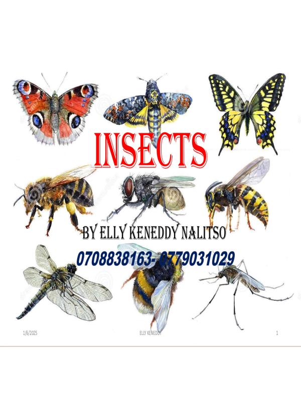 Senior one biology insects notes