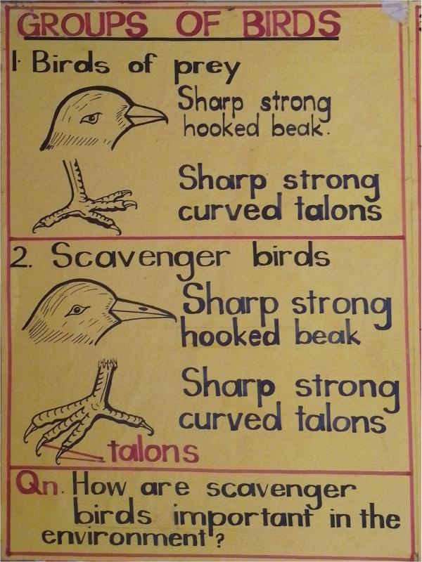 P.6 Science wall charts and learning aids 2026