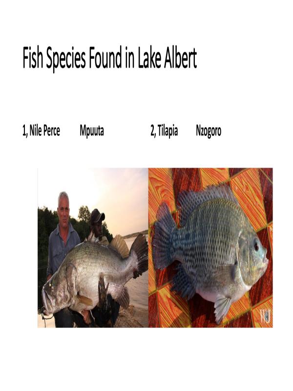 S.3 Geography Fish Species in Lake Albert