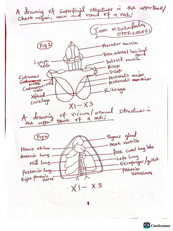 UNEB A-Level Biology: Dissection and Microscopy Drawings Resource